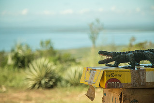 Crocodile at the Bay