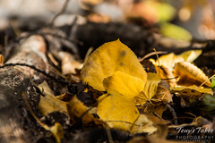 Golden aspen leaf on the forest floor