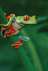 Costa Rica - Frog