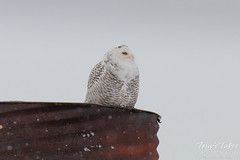 Snowy Owl makes surprise appearance