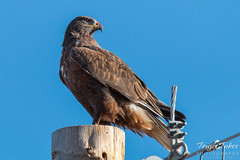 Dark Morph Ferruginous Hawk