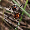 Wasp Spider (Argiope trifasciata) • <a style="font-size:0.8em;" href="http://www.flickr.com/photos/55250729@N04/22913803654/" target="_blank">View on Flickr</a>