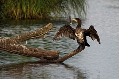 Un cormoran et son trophée