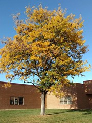 October 31, 2016 - Thornton in fall colors. (LE Worley)