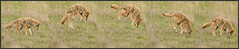 coyote pounce sequence 2