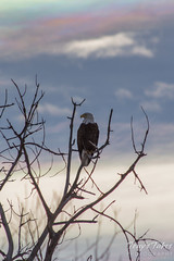 Iridescent Clouds Provide Backlighting for Bald Eagle