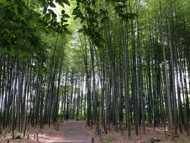 竹の子公園もありますね。環境は良いと思い...