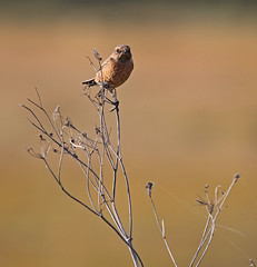 Stonechat Pegwell Bay