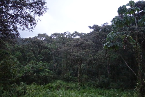 En 4h de trajet, le paysage change, nous rentrons dans la forêt tropicale