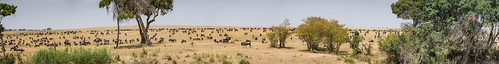 A panorama of the herd of wildebeast on the other side of the river. • <a style="font-size:0.8em;" href="http://www.flickr.com/photos/96277117@N00/22344077443/" target="_blank">View on Flickr</a>