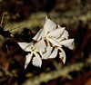 flowering pachypodium saundersii - N of pongola dam, south africa