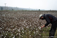 En Grèce, on découvre la culture du coton
