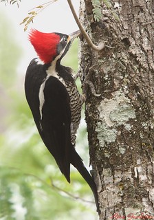 Pica-pau-de-banda-branca | Lineated Woodpecker (Dryocopus lineatus)