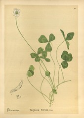 Anglų lietuvių žodynas. Žodis trifolium repens reiškia <li>trifolium repens</li> lietuviškai.