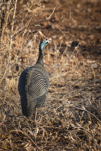 Guinea fowl at Meru • <a style="font-size:0.8em;" href="http://www.flickr.com/photos/96277117@N00/21877790062/" target="_blank">View on Flickr</a>