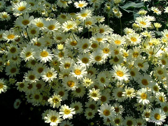 Anthemis tinctoria 'Sauce Hollandaise'