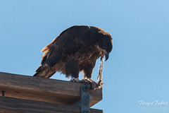 Bald Eagle tears into its prairie dog meal