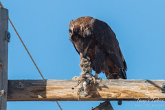 Juvenile Bald Eagle enjoys a prairie dog for breakfast