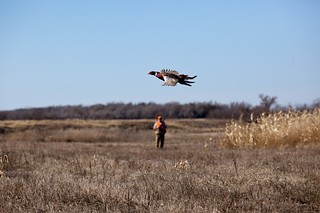South Dakota Luxury Pheasant Hunt - Gettysburg 81