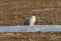 December 6, 2015 - A Snowy Owl visits Adams County. (Tony's Takes)