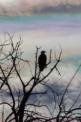 Iridescent Clouds Provide Backlighting for Bald Eagle