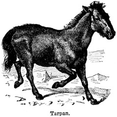 Anglų lietuvių žodynas. Žodis tarpan reiškia Tarpanas lietuviškai.