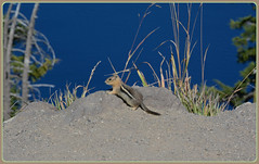 {Golden-Mantled Ground Squirrel}