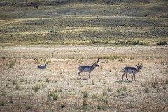 Pronghorn Antelope; Yellowstone NP