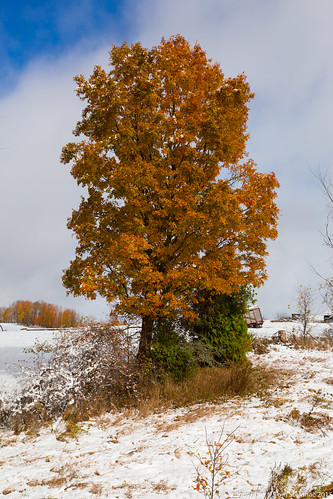 Vibrant Orange Tree in Snow • <a style="font-size:0.8em;" href="http://www.flickr.com/photos/65051383@N05/22105296839/" target="_blank">View on Flickr</a>