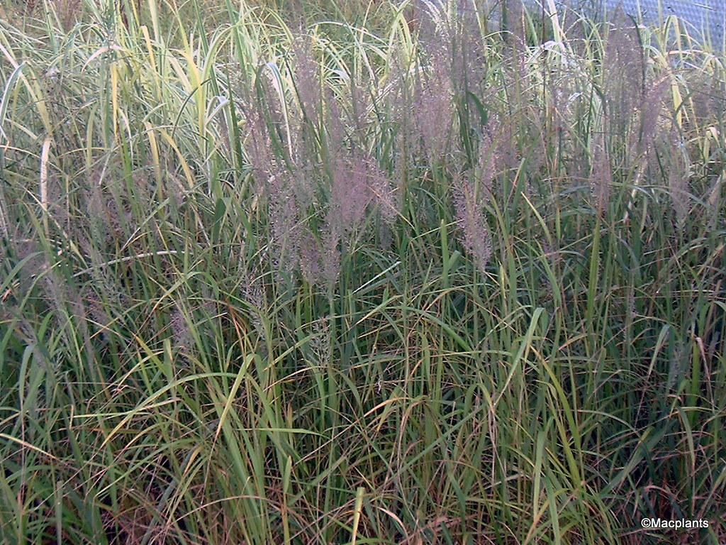 Calamagrostis brachytricha