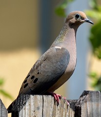 Dove On The Fence