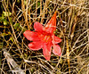 red flower on bulb - south africa