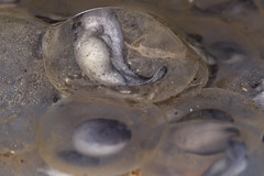 Rana italica - uova con embrione