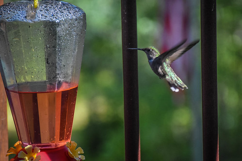 Humming bird at the feeder • <a style="font-size:0.8em;" href="http://www.flickr.com/photos/96277117@N00/20368485310/" target="_blank">View on Flickr</a>