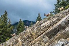 Rocky Mountain Sheep; near Canmore, Canada.