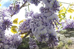 Anglų lietuvių žodynas. Žodis genus wisteria reiškia genties visterija lietuviškai.