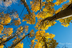 A golden canopy above the forest