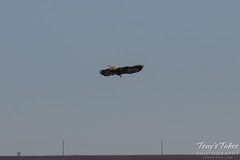 Bald Eagles Battle in the Air - 9 of 12