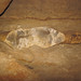 Chert nodule in limestone (Columbus Limestone, Middle Devonian; Ohio Caverns, western Ohio, USA) 23