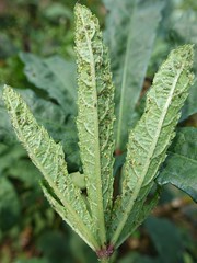 Anglų lietuvių žodynas. Žodis okra plant reiškia valgomieji hibiskai augalų lietuviškai.
