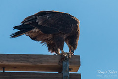 Bald Eagle tears into its prairie dog meal