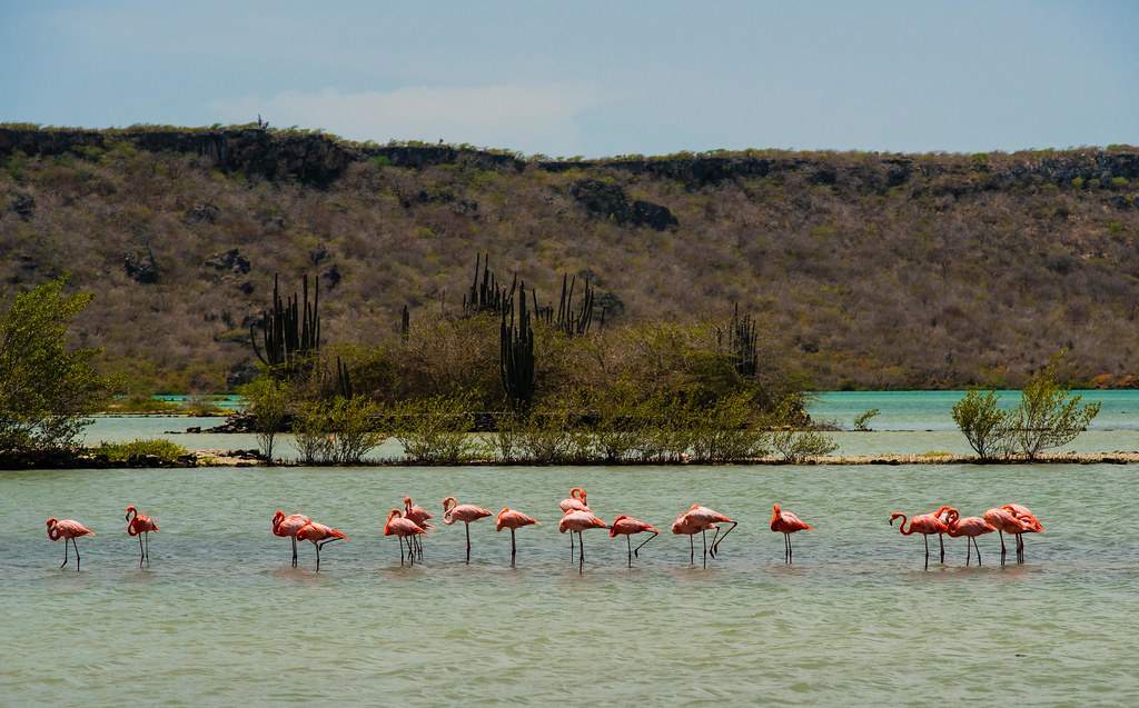 roze flamingo dating site