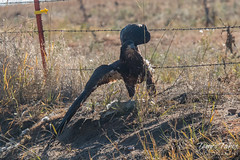Juvenile Bald Eagle crosses a barbed wire fence