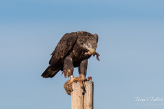 Bald Eagle devours Prairie Dog leg - 3 of 10