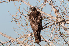 Watchful Red Tailed Hawk