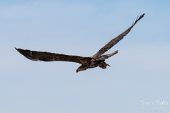 Bald Eagle takes flight with its lunch