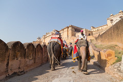 Elephants marching at Amer Fort
