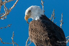 Bald Eagle portrait. Rocky Mountain Arsenal National Wildlife Refuge, Colorado.