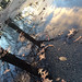 Reflection in Prospect Park • <a style="font-size:0.8em;" href="http://www.flickr.com/photos/124925518@N04/21790457655/" target="_blank">View on Flickr</a>
