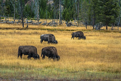 A herd of bison grazing in Madison; Yellowstone NP